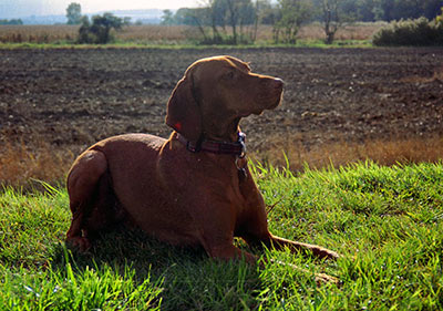 1130862322_vyzla-stavac-0019.jpg