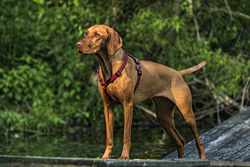 250px-Vizsla_standing_Rosie_harness.jpg